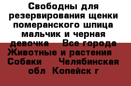 Свободны для резервирования щенки померанского шпица мальчик и черная девочка  - Все города Животные и растения » Собаки   . Челябинская обл.,Копейск г.